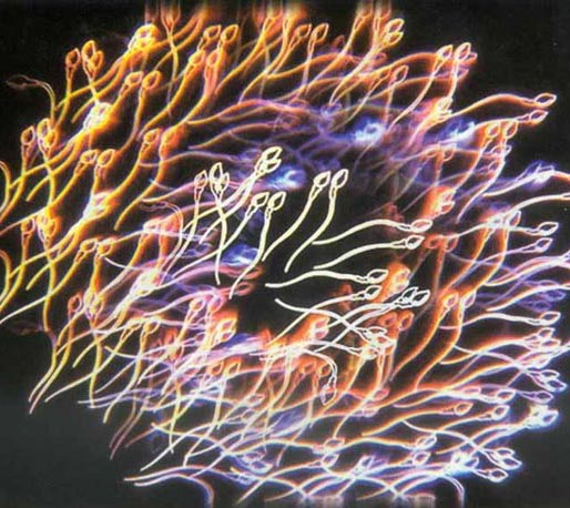 胎儿发育过程实拍 怀孕一个月胎儿发育过程(图)