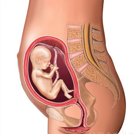 怀孕五个月胎儿图