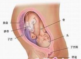 八个月的胎儿图 怀孕八个月的男女胎儿（图片）