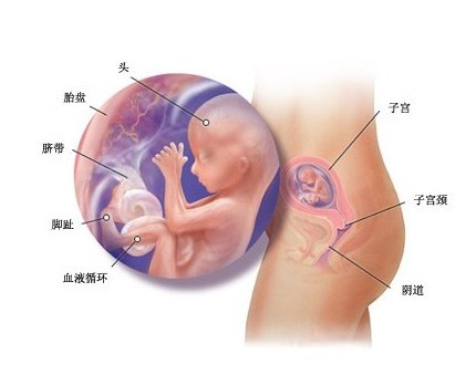 怀孕4个月胎儿图 怀孕四个月胎儿图(男女胎儿图