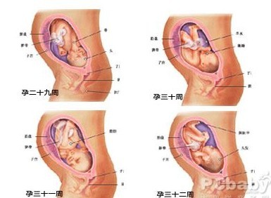 怀孕八个月男胎儿图(b超图)
