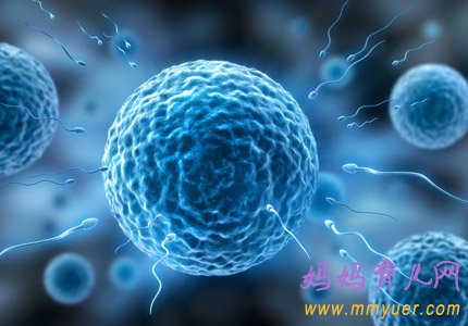 卵子排出后有什么症状 能存活多久?