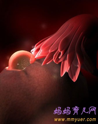 四维彩超图片 1-40周胎儿发育过程图 太震憾了!