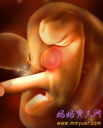 四维彩超图片 1-40周胎儿发育过程图 太震憾了!