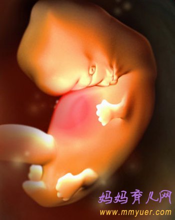 四维彩超图片 1-40周胎儿发育过程图 太震憾了!