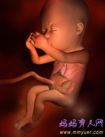 四维彩超图片 1-40周胎儿发育过程图 太震憾了!