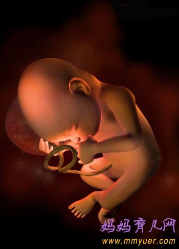 四维彩超图片 1-40周胎儿发育过程图 太震憾了!