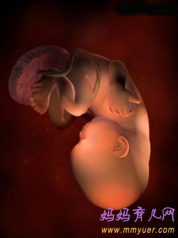 四维彩超图片 1-40周胎儿发育过程图 太震憾了!