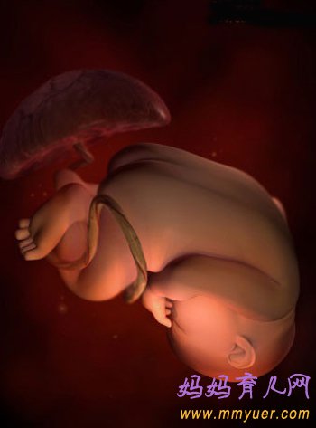 四维彩超图片 1-40周胎儿发育过程图 太震憾了!