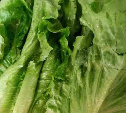 吃什么蔬菜能减肥 10种有助减肥的蔬菜让你瘦得更快