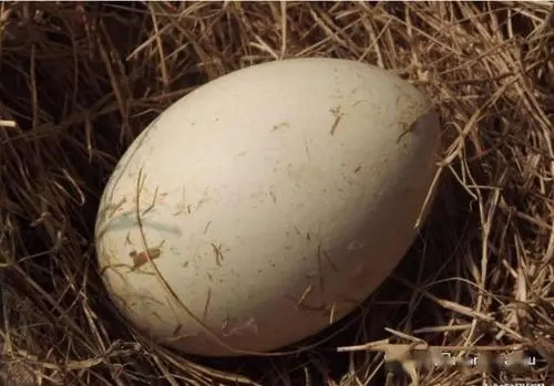 鹅蛋是乳腺增生的克星吗?