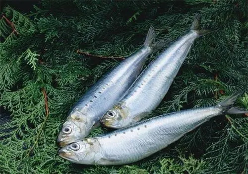 长高吃什么好 10种促进孩子长高的食物别错过