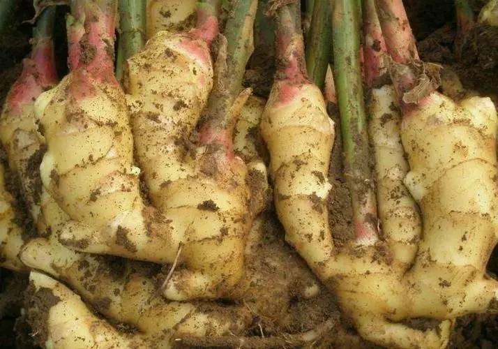 生姜止鼻涕最快的偏方,生姜可以治流鼻涕吗?